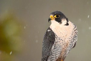 Peregrine Falcon (Falcon peregrinus)