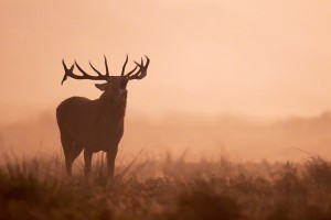 Stag Roars in Early Dawn