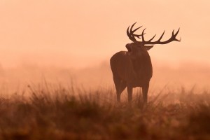 Deer Print Sales