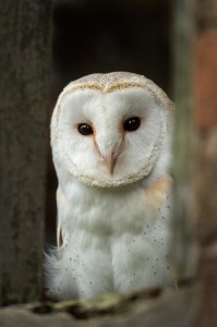 Barn Owl Print Sales