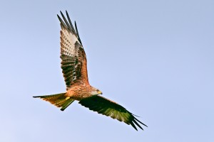 Red Kite in Flight