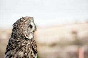 Great Grey Owl Looking Out