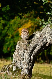 Little Owl on a Tree Trunk