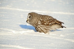 Great Grey Owl in the Snow