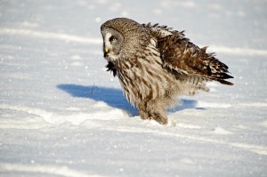 Great Grey Owl Bristling in the Snow