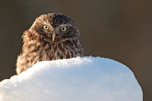 Little Owl in the Snow in the Day