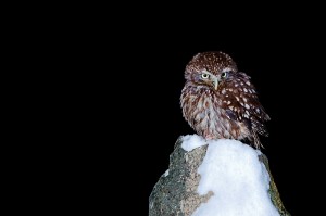Little Owl in the Snow at Night