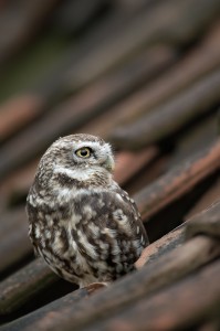Little Owl on a Roof