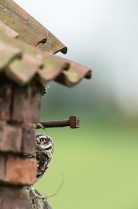 Little Owl Peeping