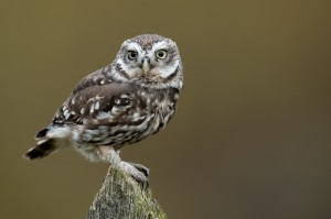 Little Owl on a Fence Post