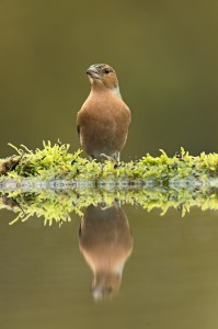 Chaffinch at the Water's Edge