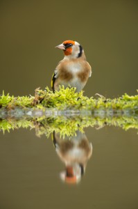 Goldfinch at the Water's Edge