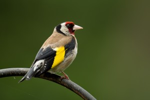 Goldfinch Looking Out