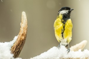 Great Tit in the Snow