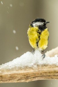 Great Tit in the Snow