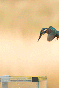 Kingfisher Diving Sequence..