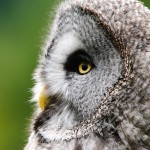Great Grey Owl Print Sales