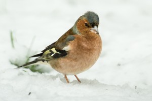 Photographing Garden Birds in the Snow