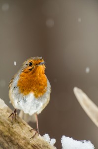 Photographing Garden Birds in the Snow