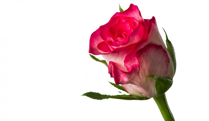 Photographing Roses against a white Background