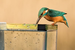 Kingfisher Diving Supplement