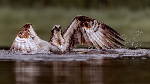 Photographing Osprey